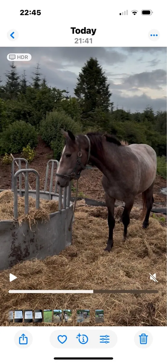 2yr old filly - Image 4