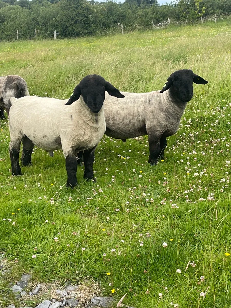 PBR Suffolk Ram Lambs SIS✅ - Image 3