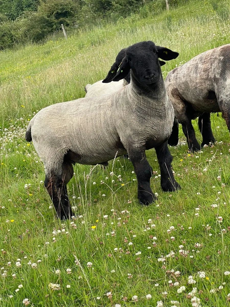 PBR Suffolk Ram Lambs SIS✅ - Image 1