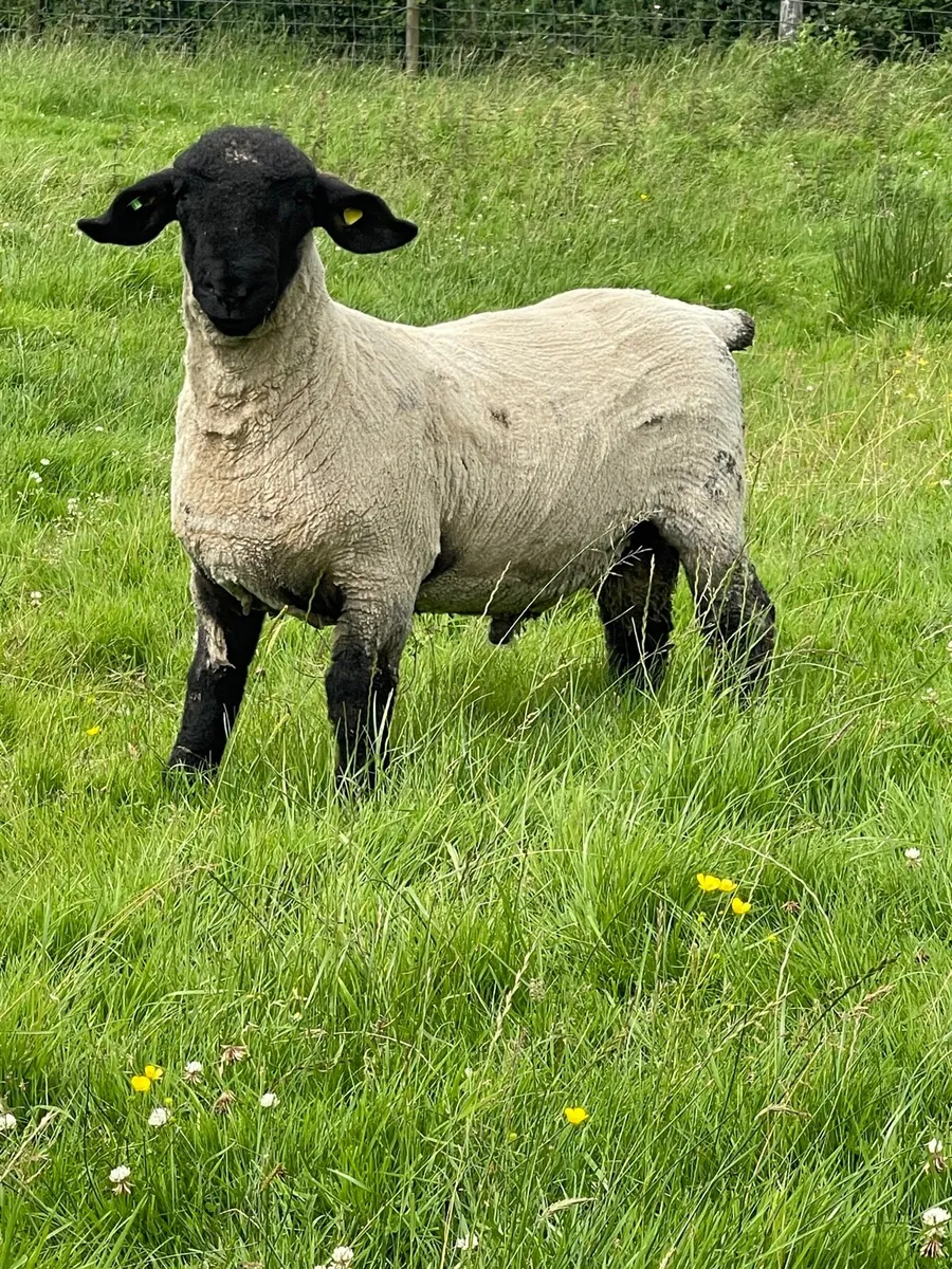 PBR Suffolk Ram Lambs SIS✅ - Image 2