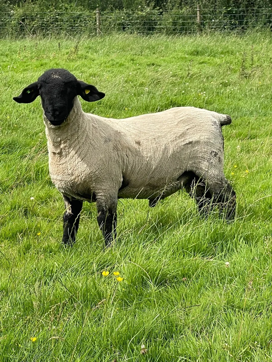 PBR Suffolk Ram Lambs SIS✅ - Image 4