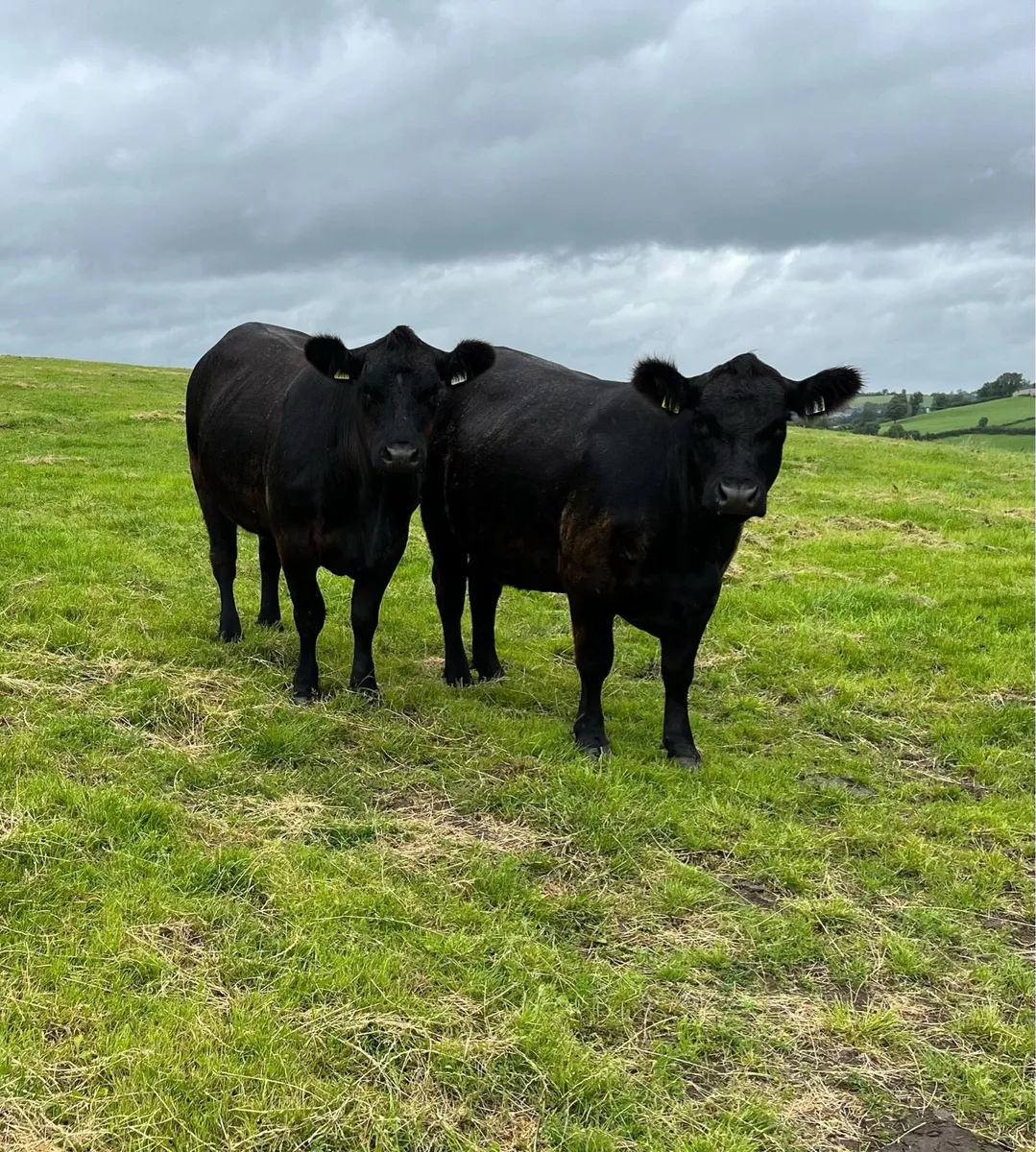 Pedigree Angus females - Image 1