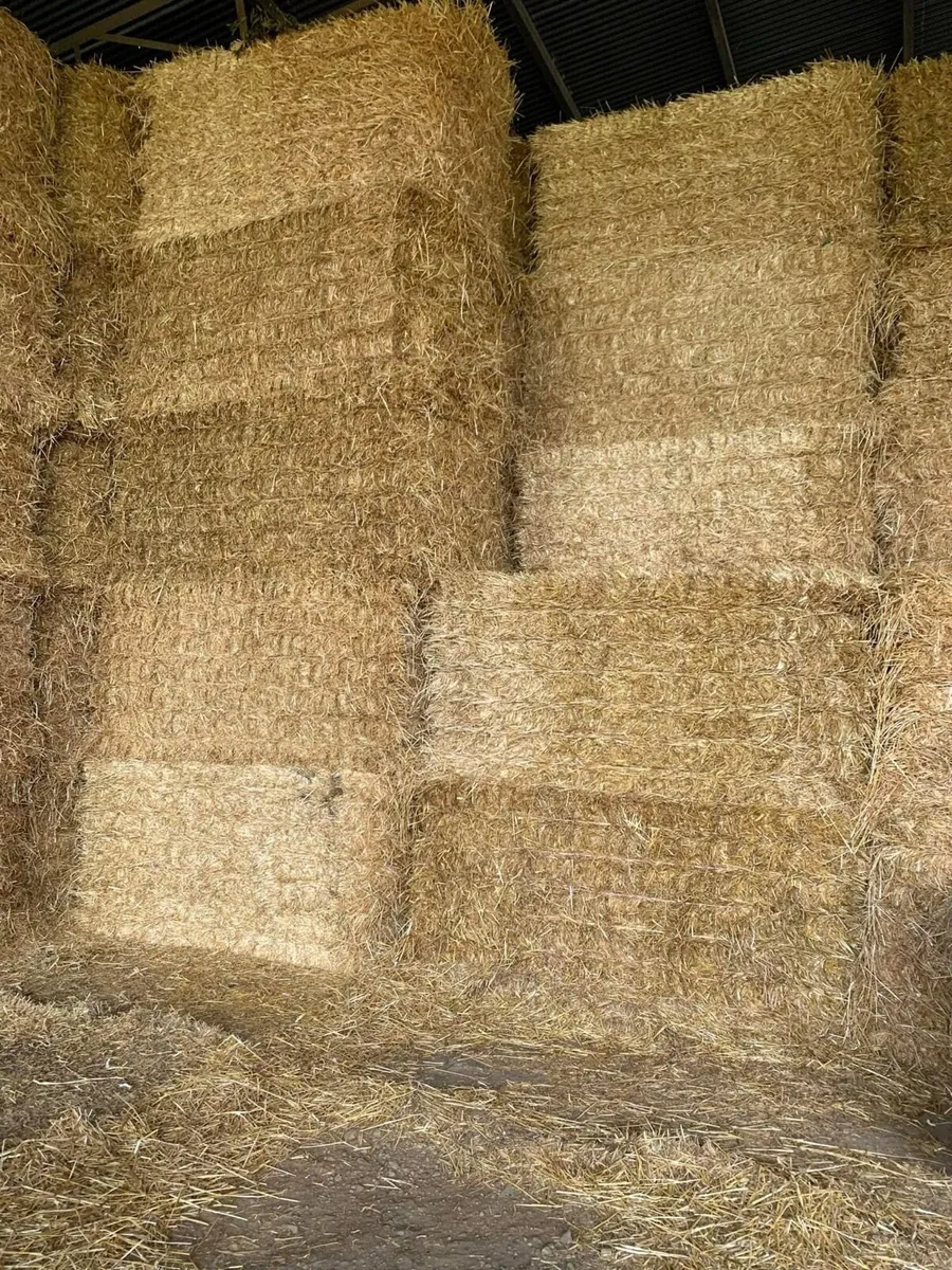 New season Irish barley straw in 8x4x4s - Image 2