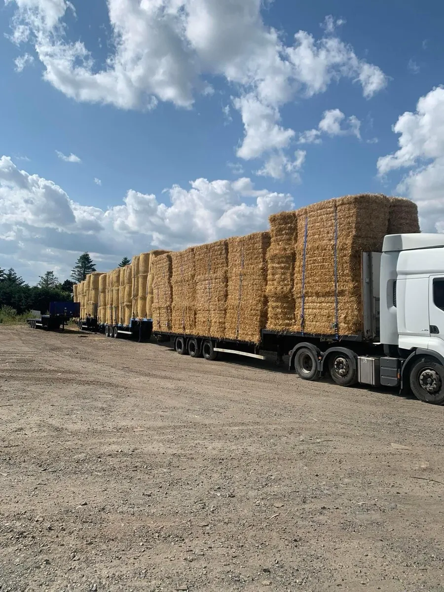 New season Irish barley straw in 8x4x4s - Image 3