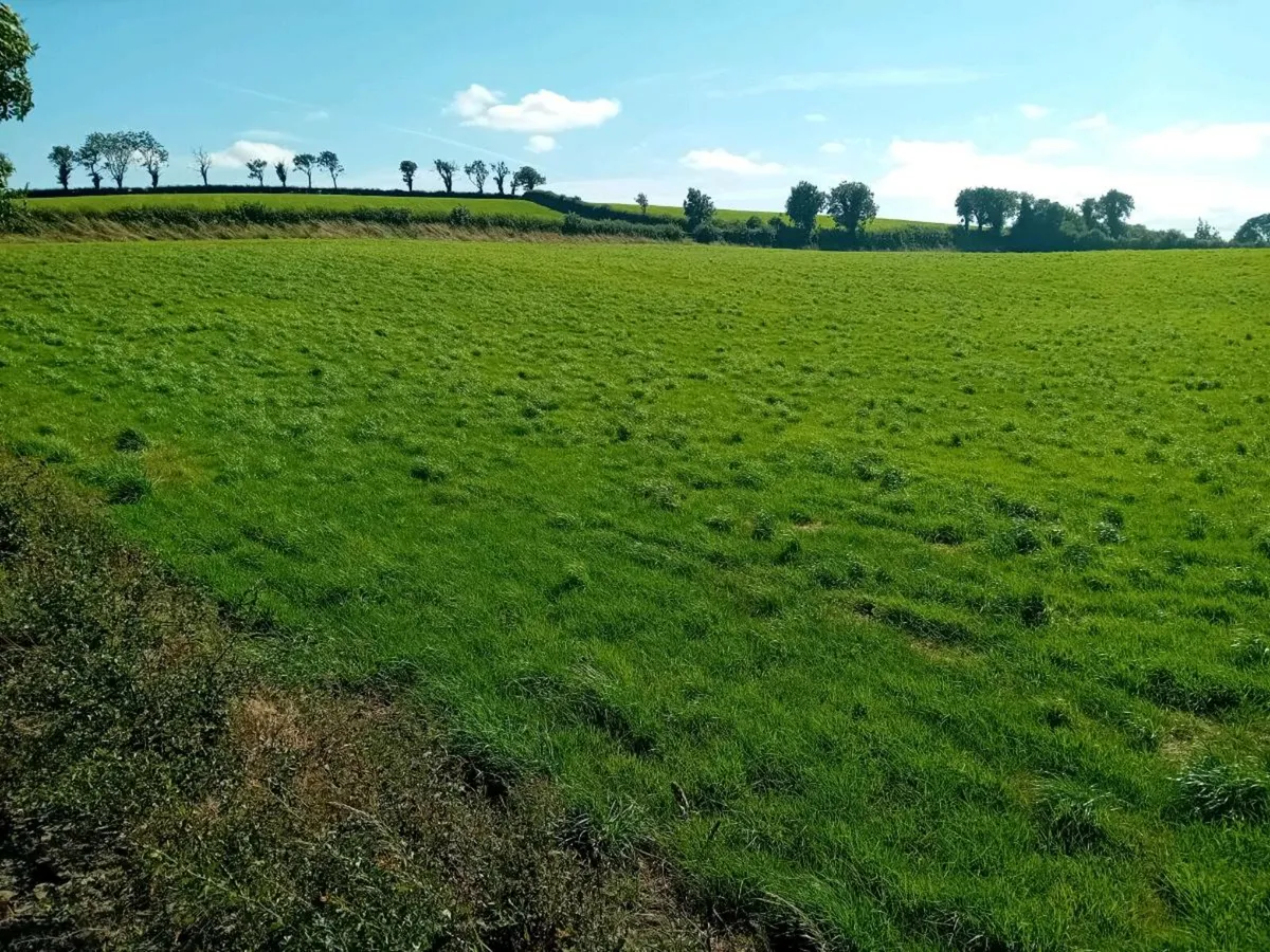 2nd cut ground - Image 2