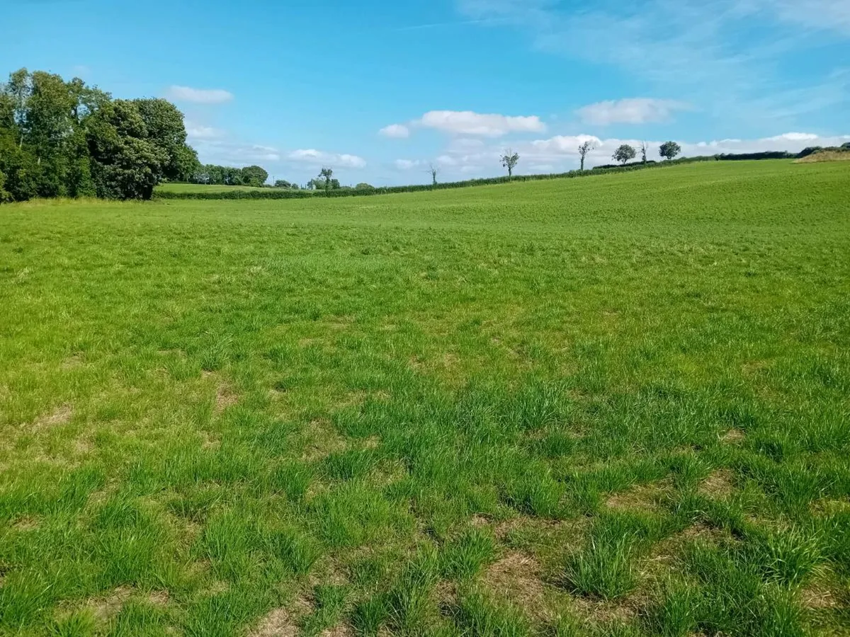 2nd cut ground - Image 3