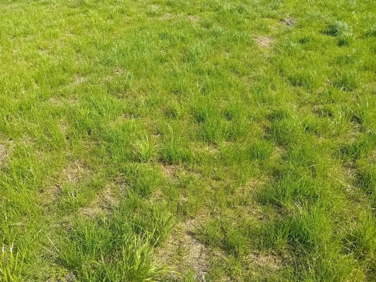 2nd cut ground - Image 4