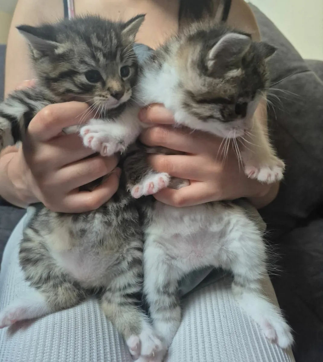cats - Image 1