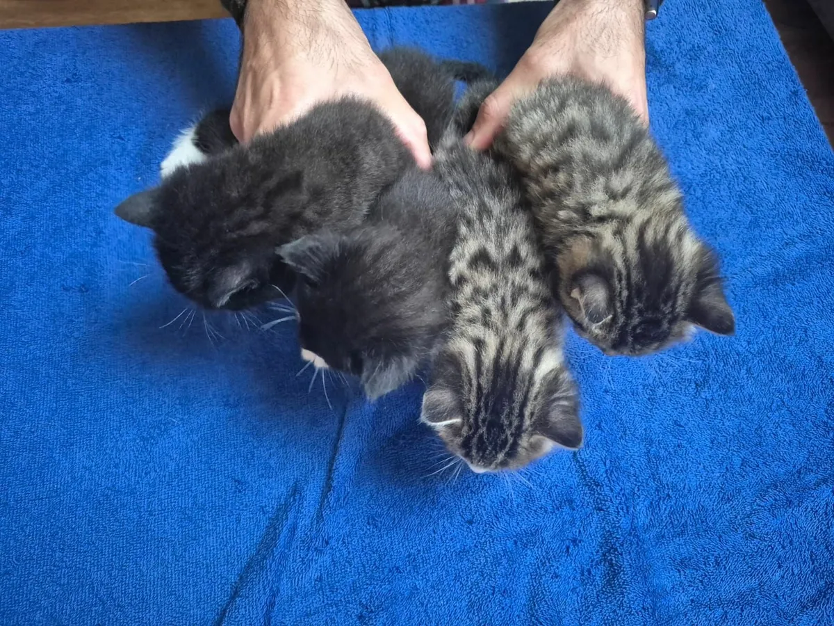 cats - Image 3