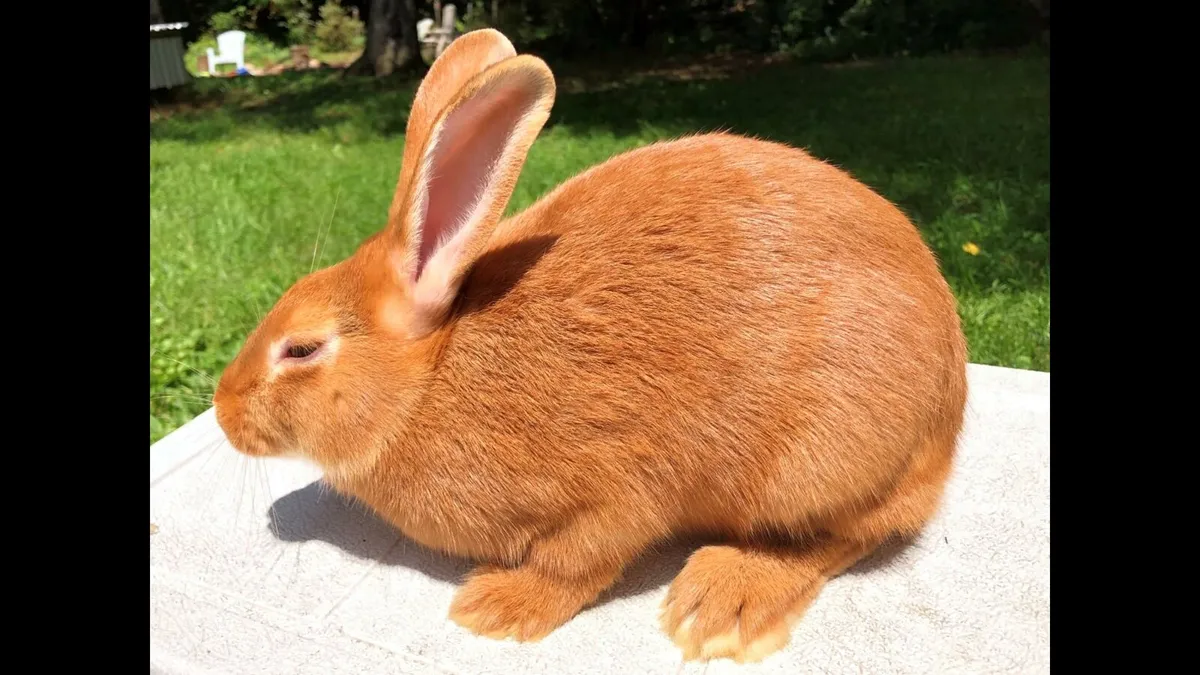 WANTED New Zealand Red Rabbits WANTED