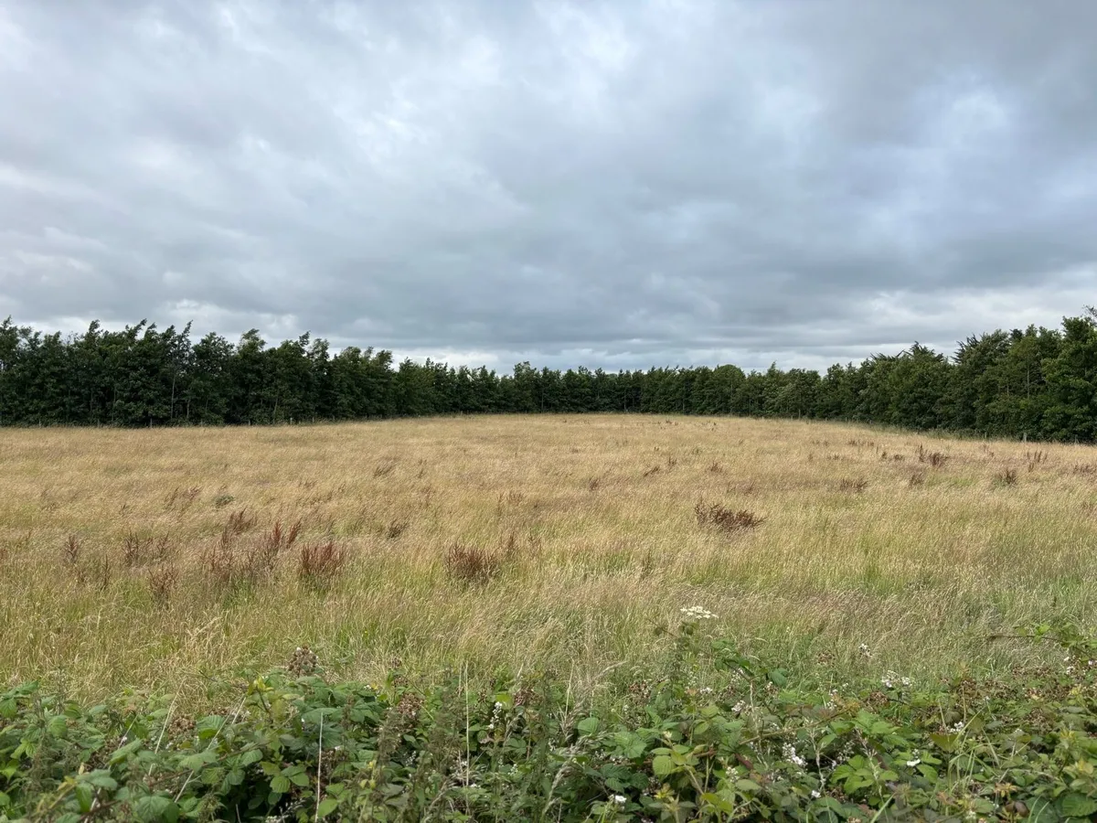 Meadows for Silage - Image 1