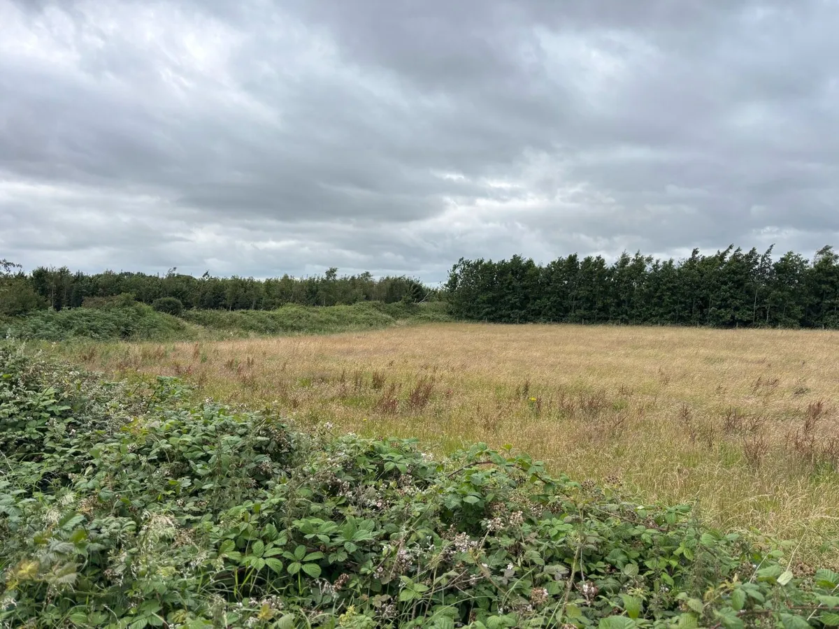 Meadows for Silage - Image 2