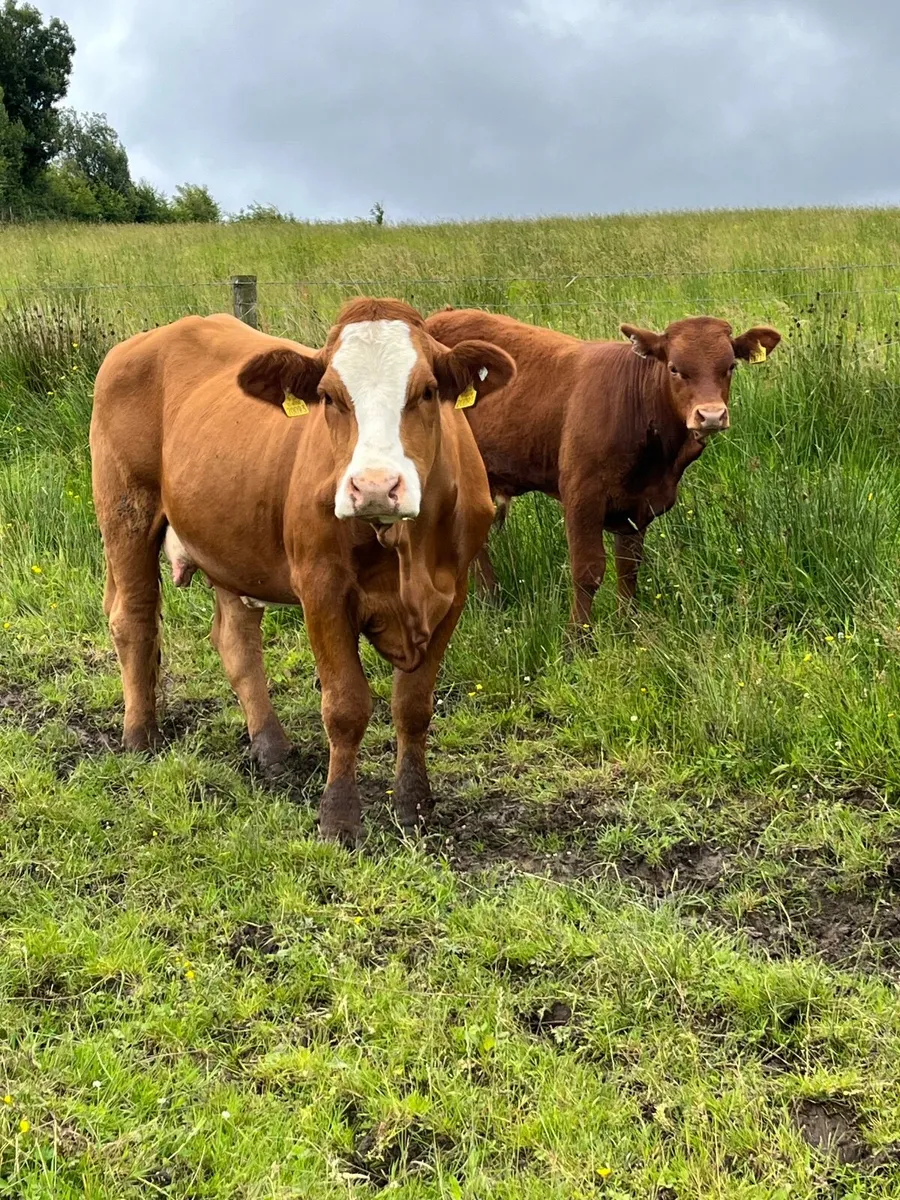 first calved heifer with AI  LM bull calf - Image 1