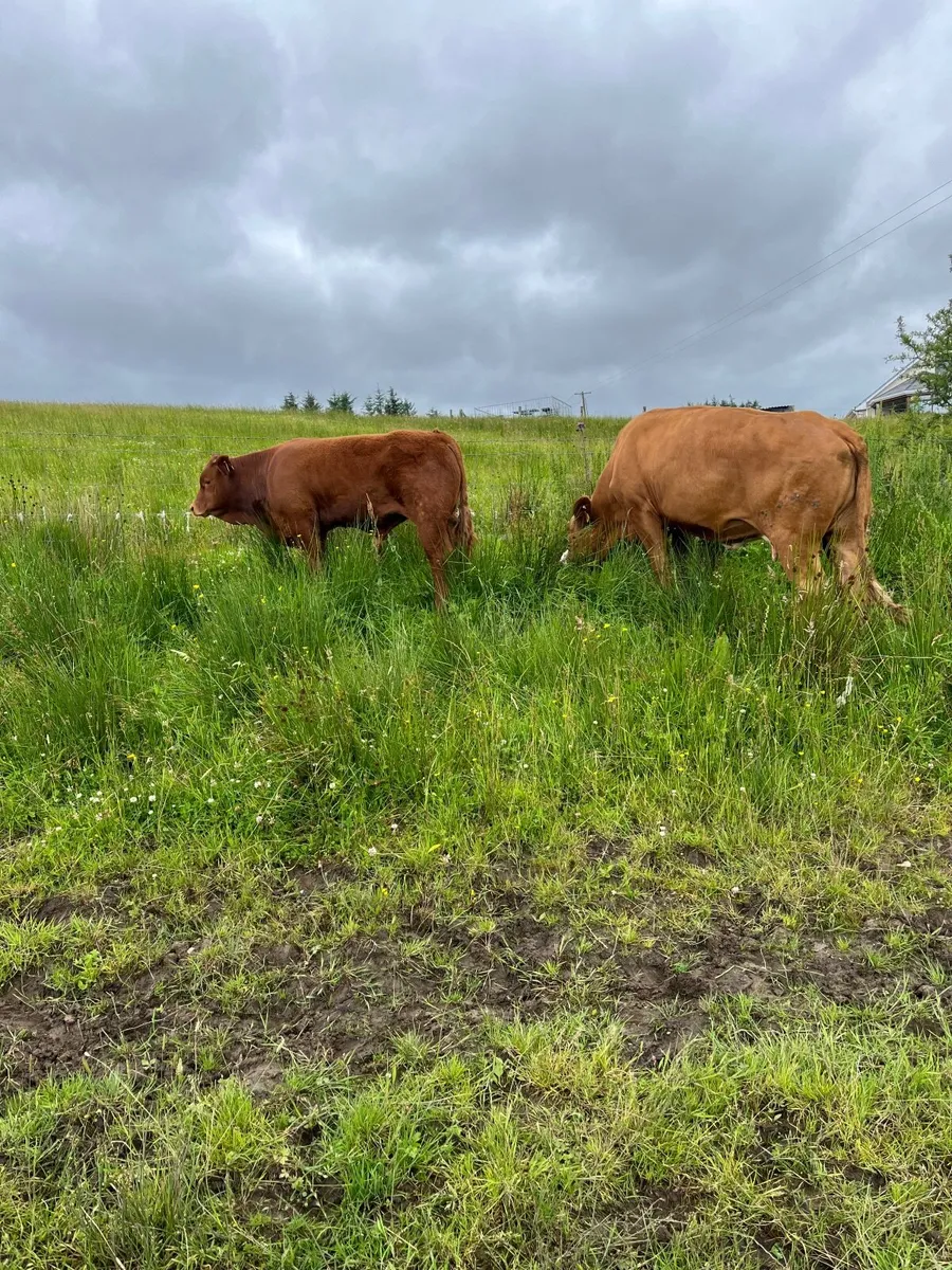 first calved heifer with AI  LM bull calf - Image 4