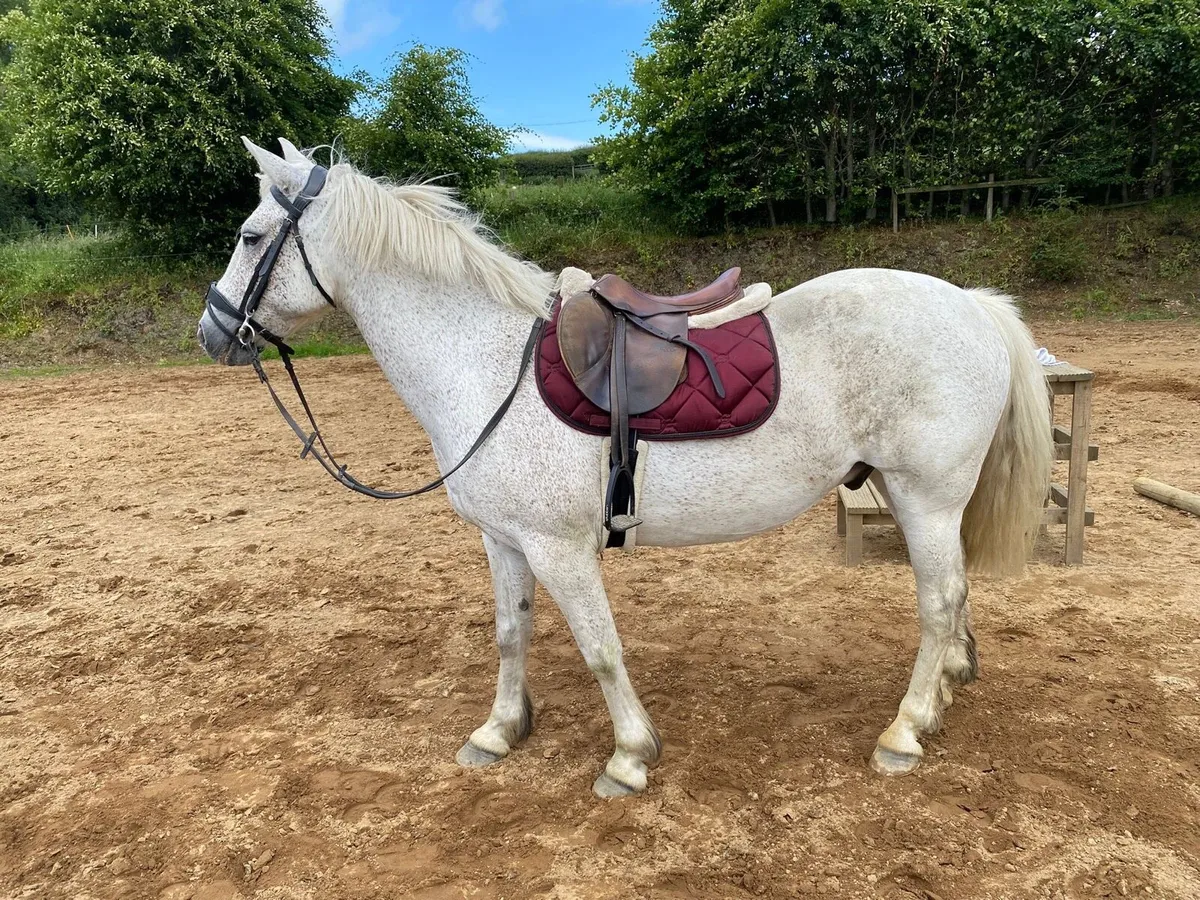 Gelding - Image 1