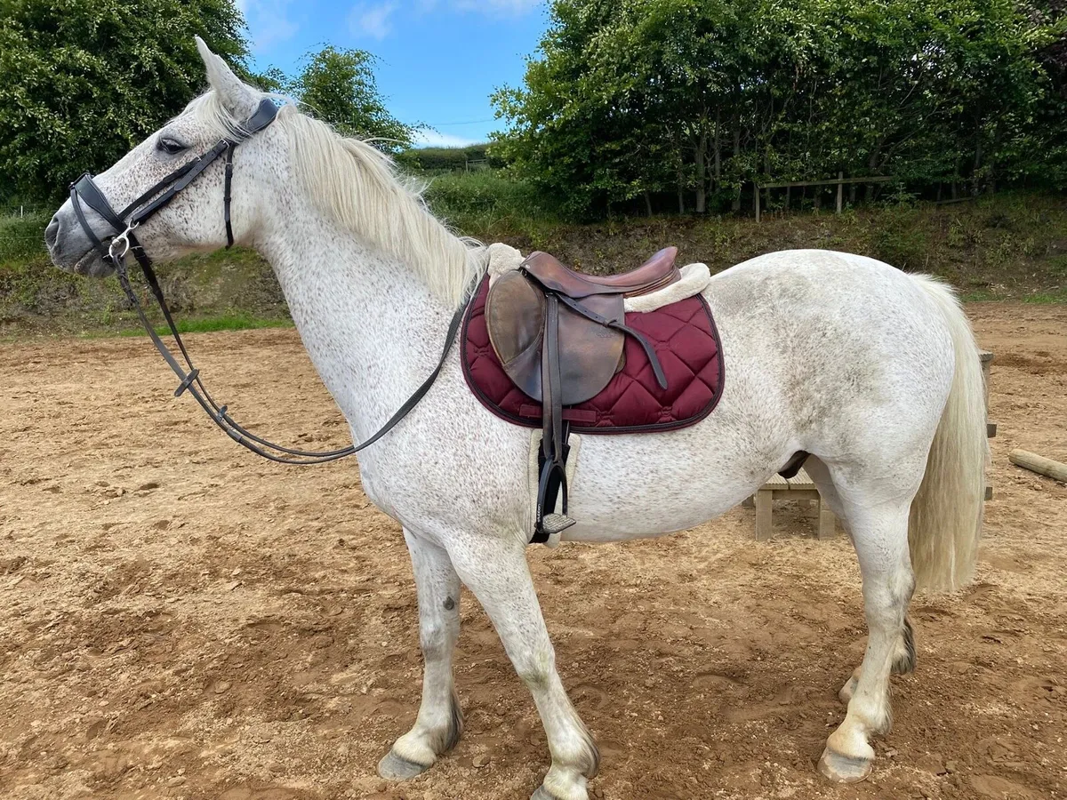 Gelding - Image 2