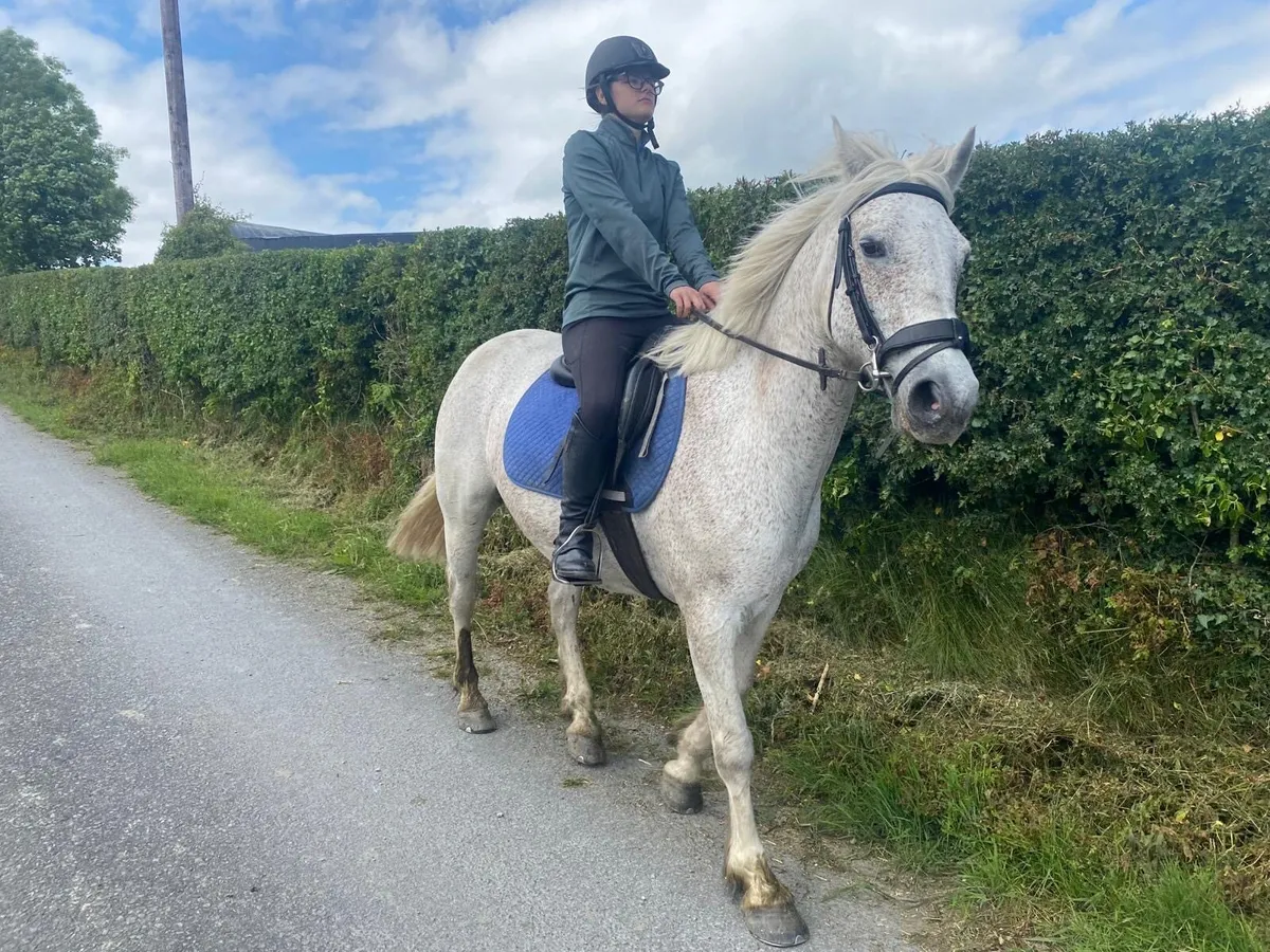 Gelding - Image 3