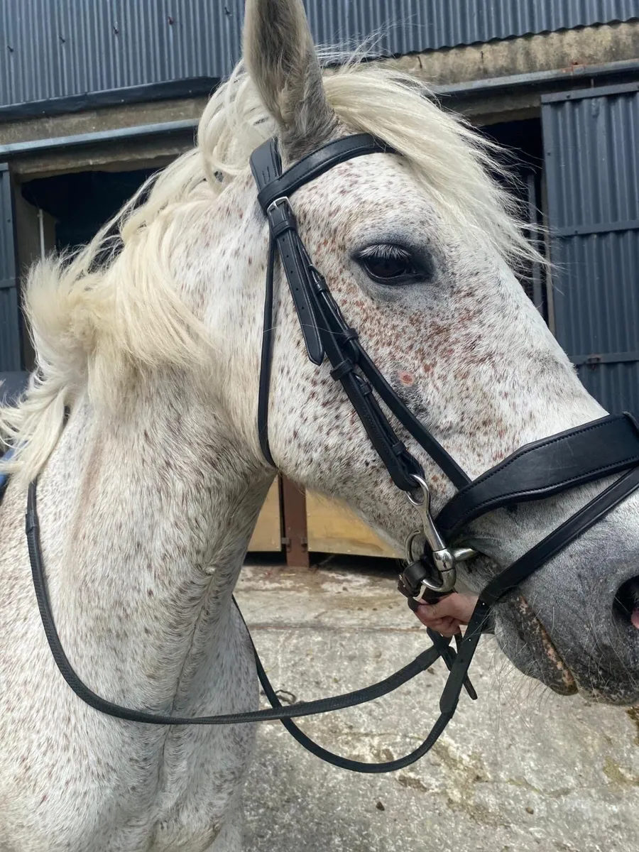 Gelding - Image 4