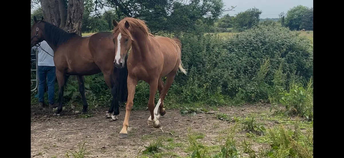 Flashy 2yo RIDxISH gelding - Image 1