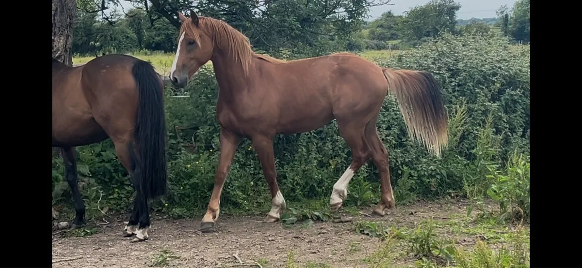 Flashy 2yo RIDxISH gelding - Image 2