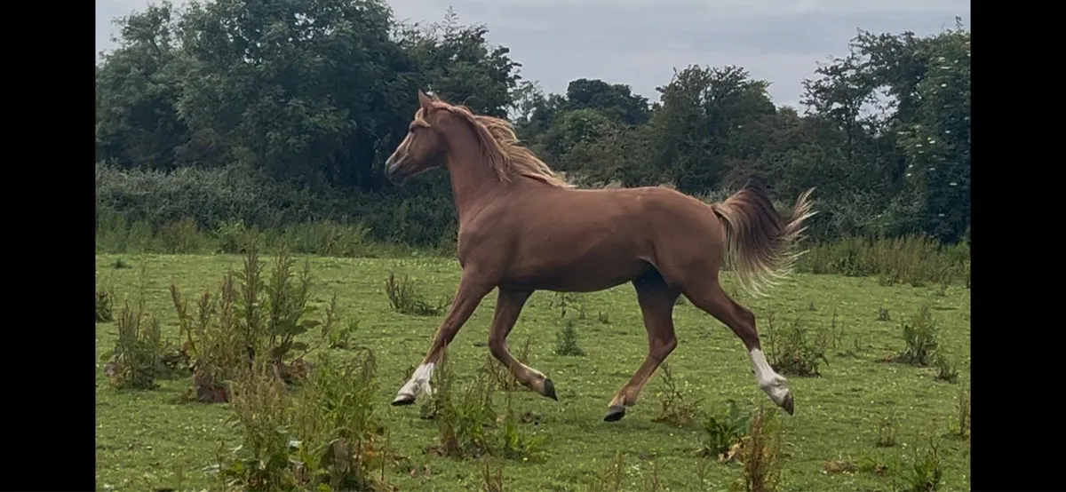 Flashy 2yo RIDxISH gelding - Image 3