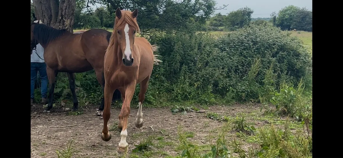 Flashy 2yo RIDxISH gelding - Image 4