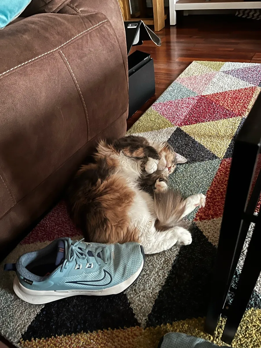 Maine Coon - Image 2