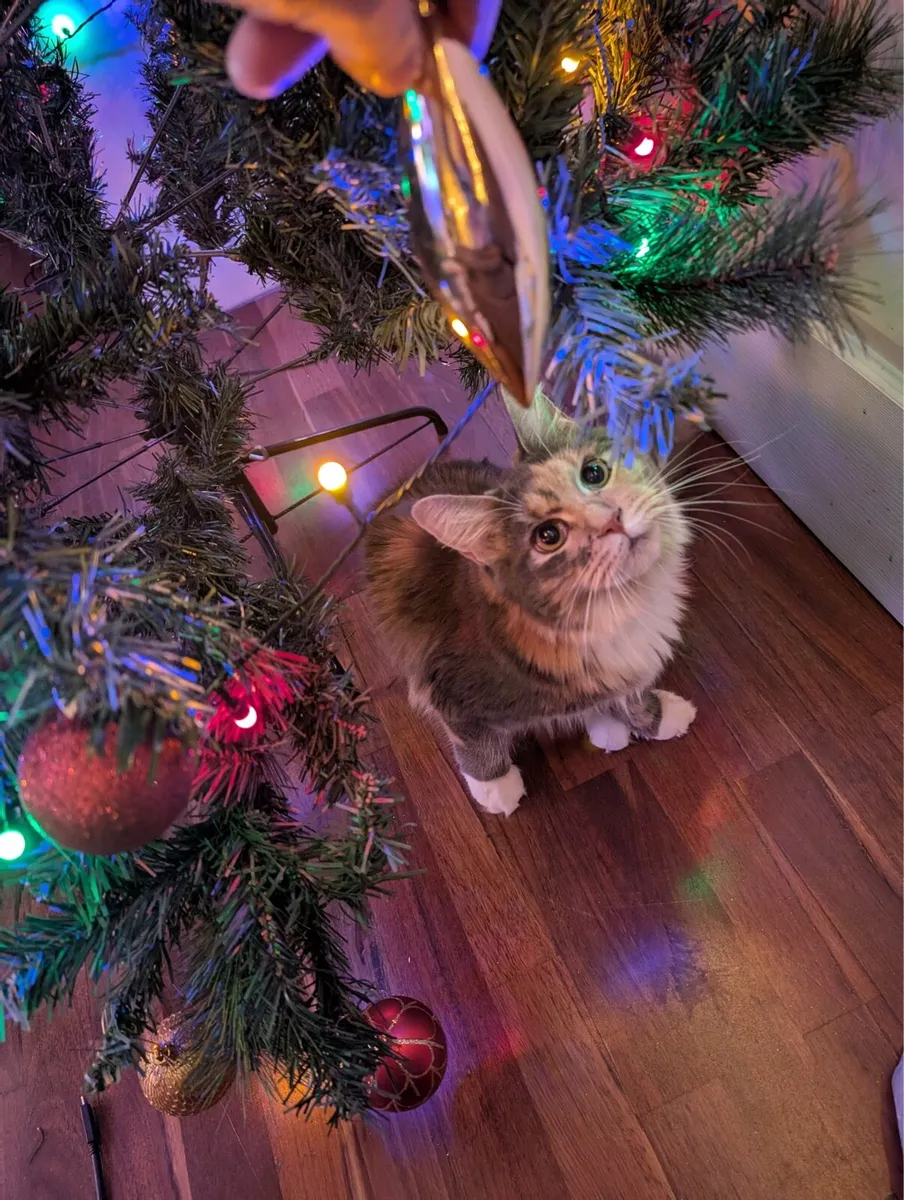 Maine Coon - Image 3