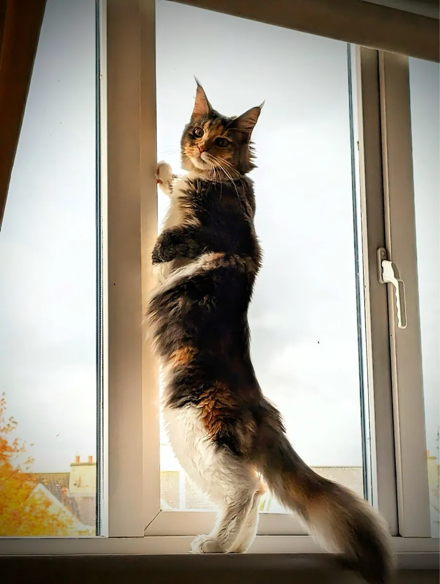 Maine Coon - Image 4