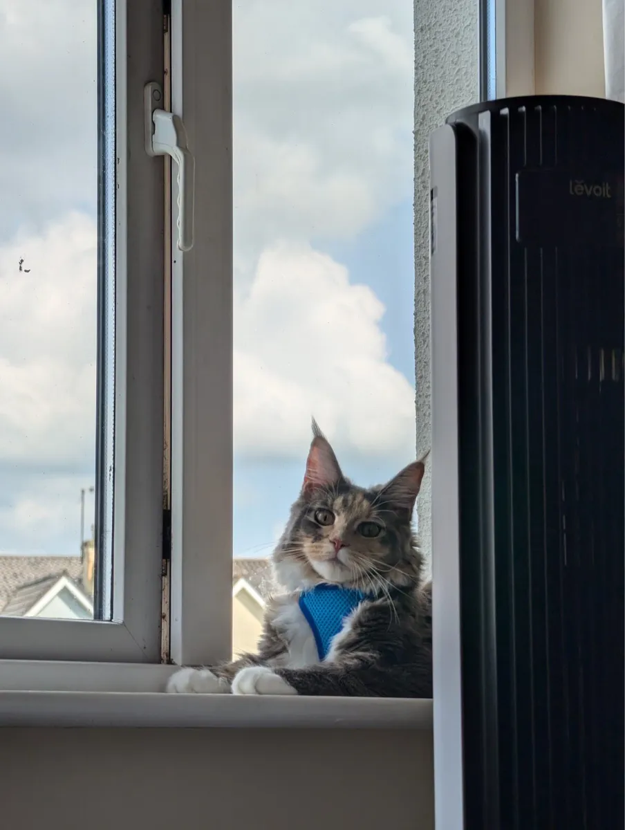 Maine Coon - Image 1