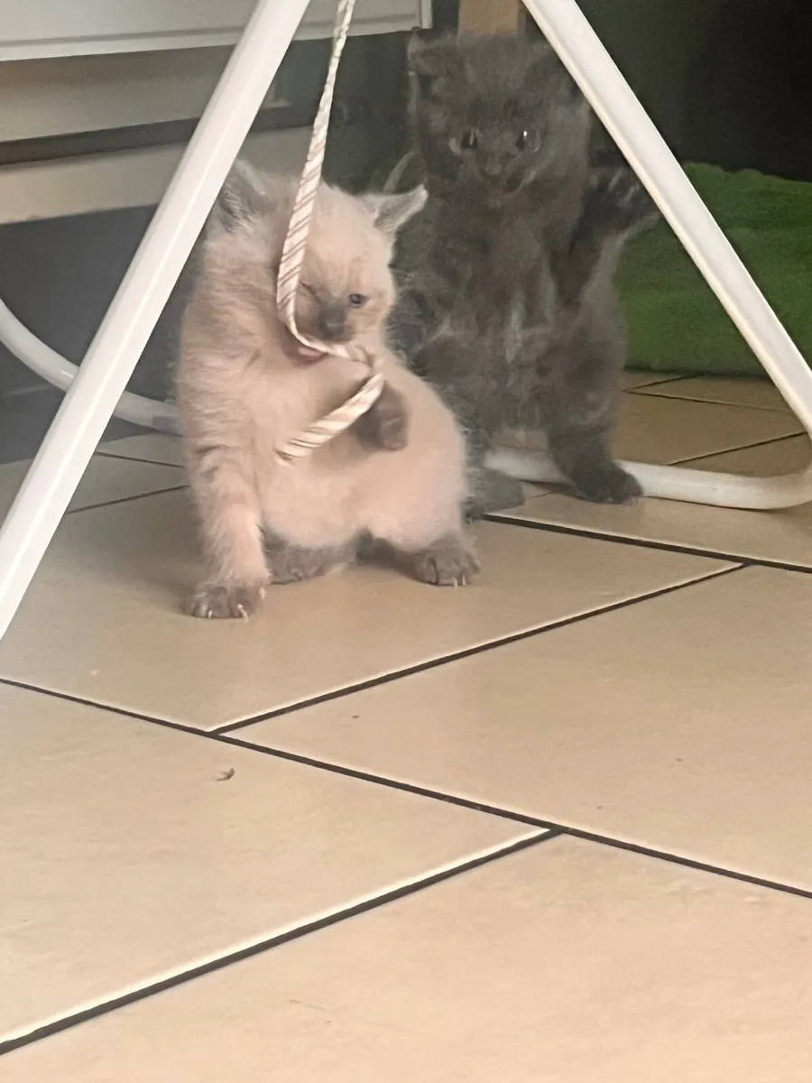 Kittens - Image 3