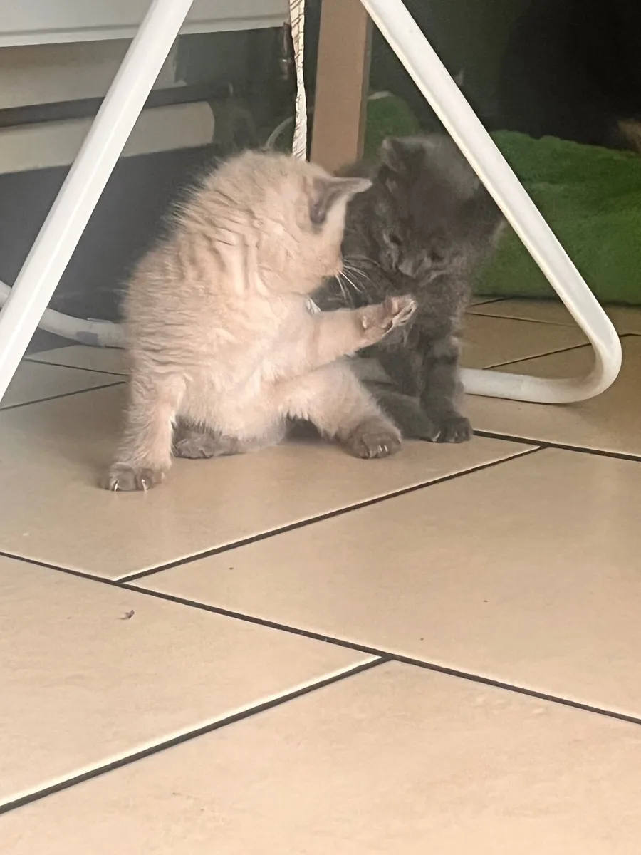 Kittens - Image 4