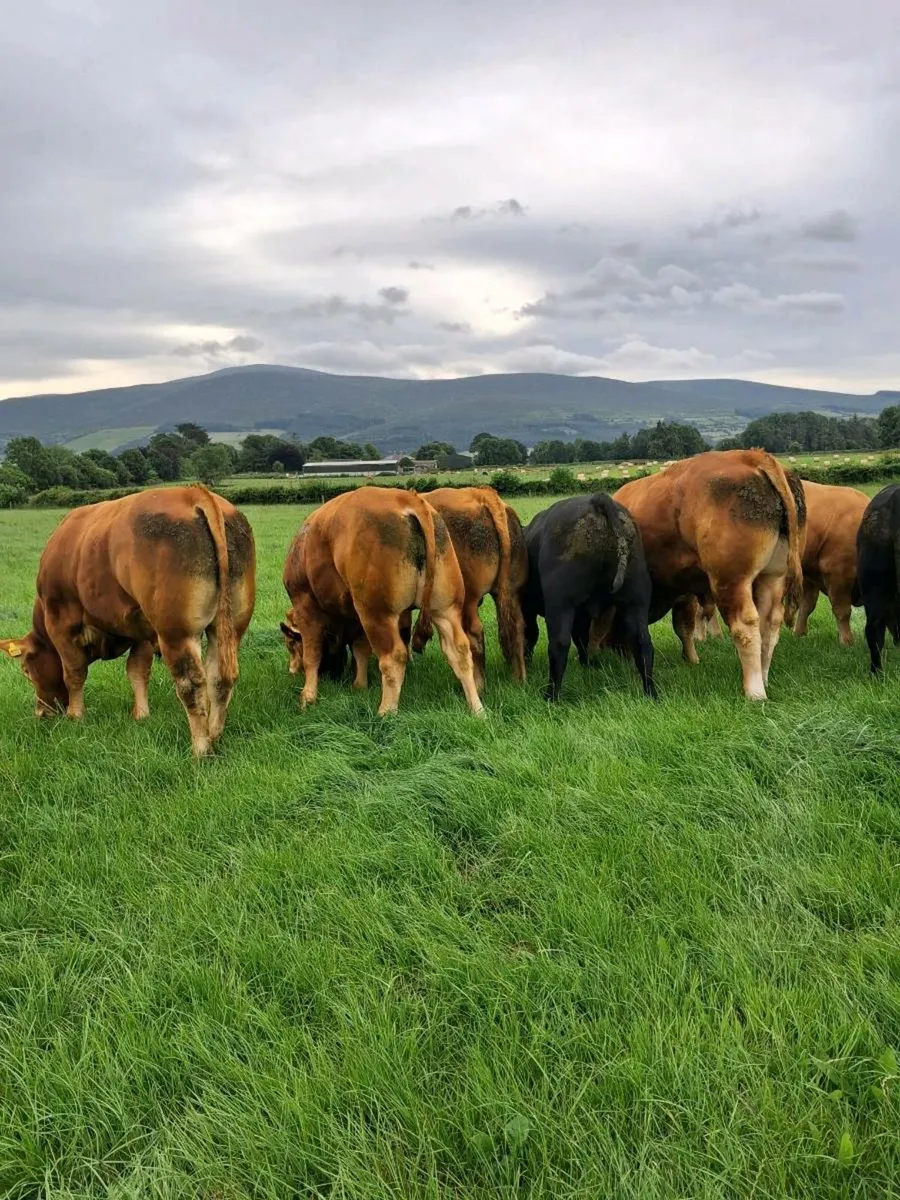 PBR Limousin bull - Image 3