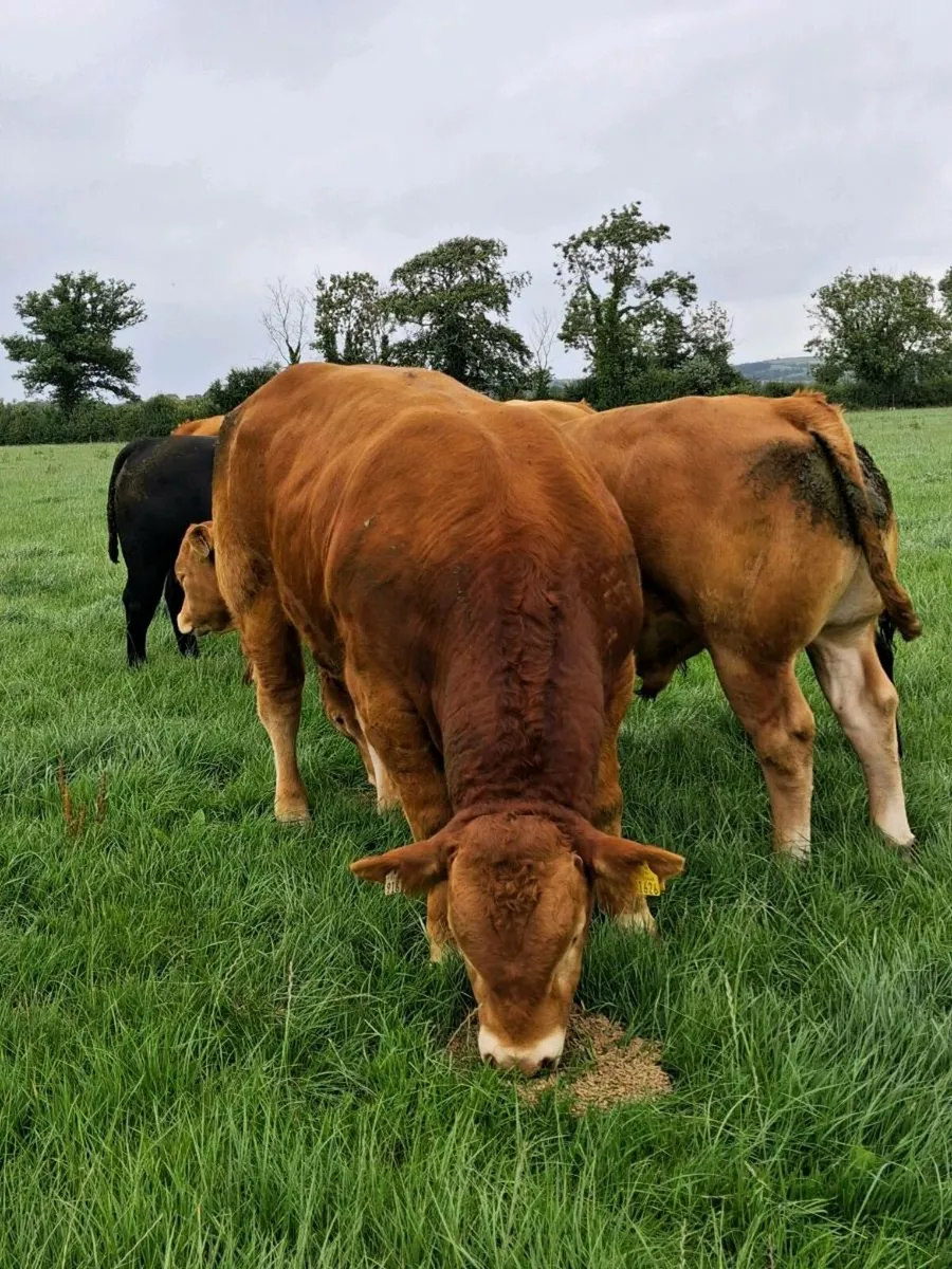 PBR Limousin bull - Image 1