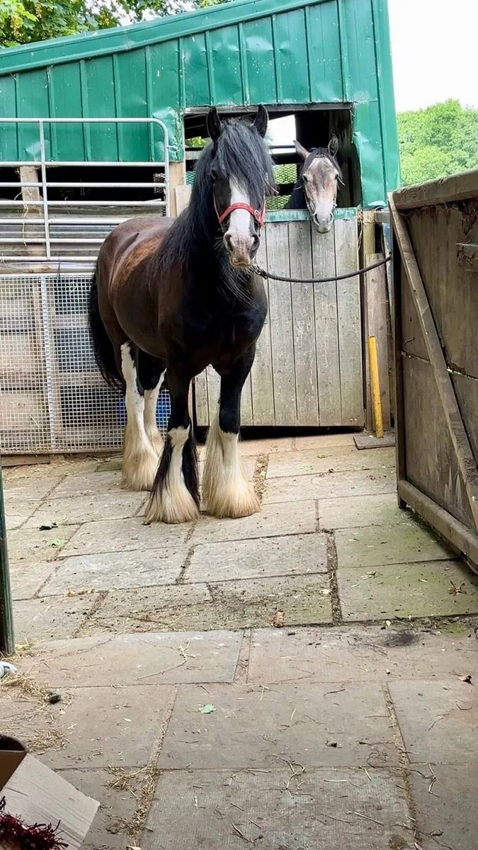 Horse - Image 1