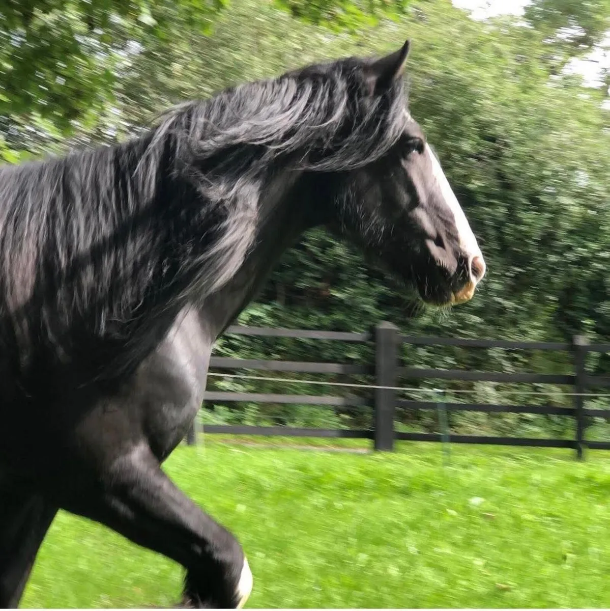 Horse - Image 2