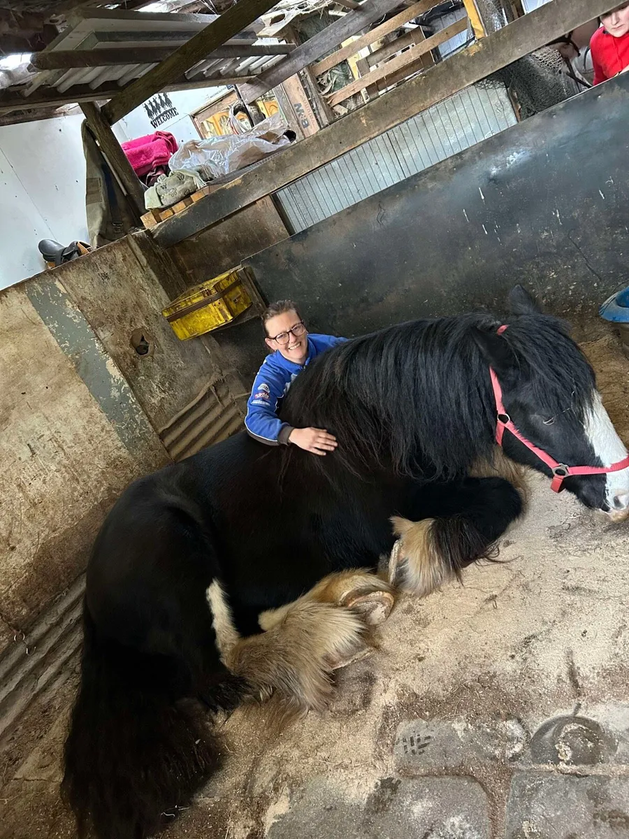 Horse - Image 3