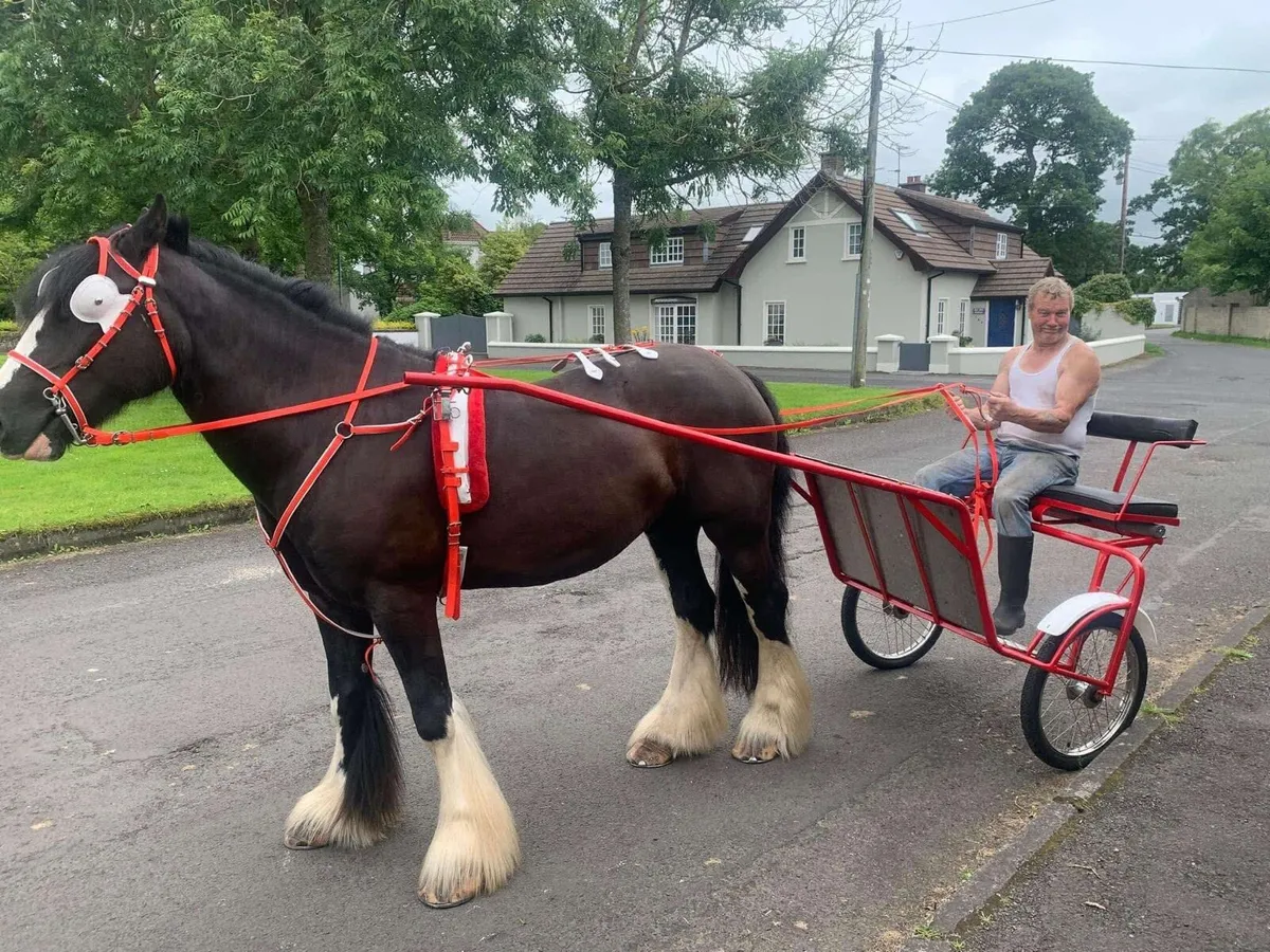 Horse - Image 4