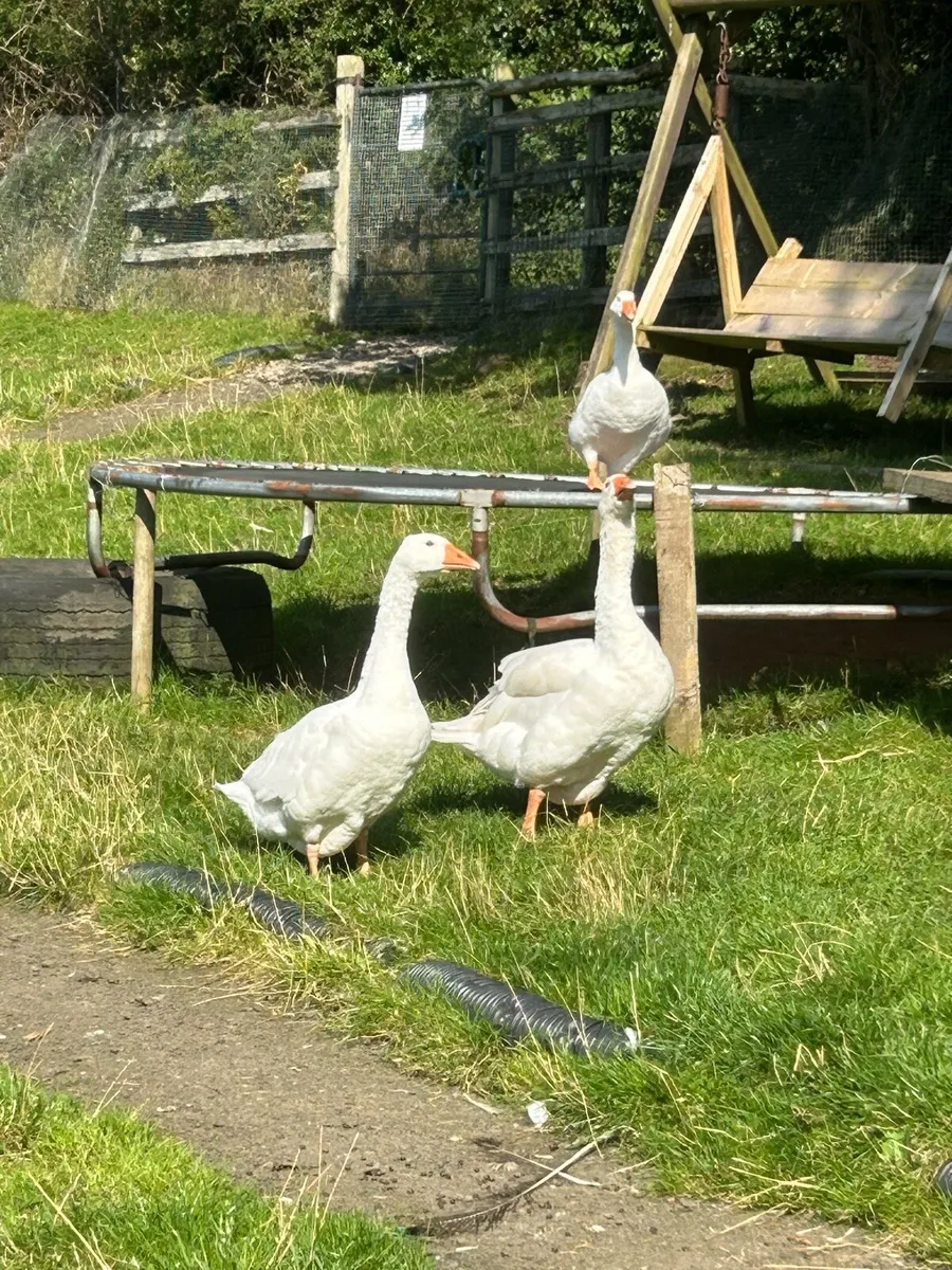 Geese - Image 1