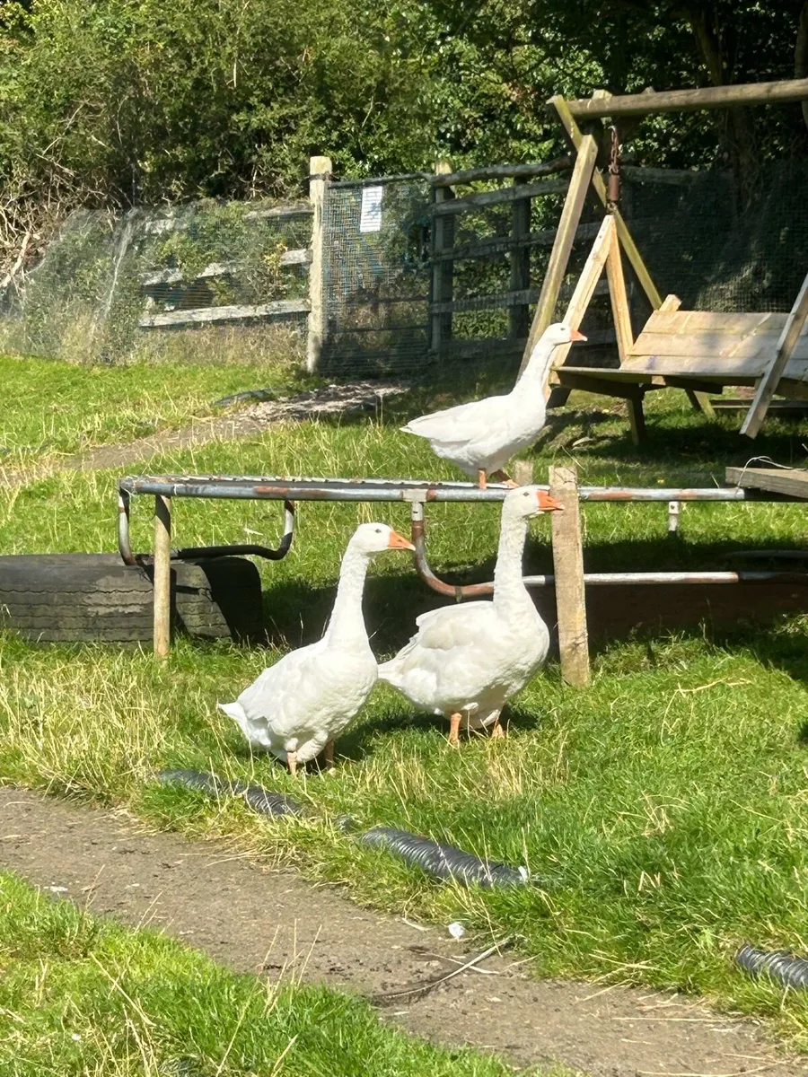 Geese - Image 2