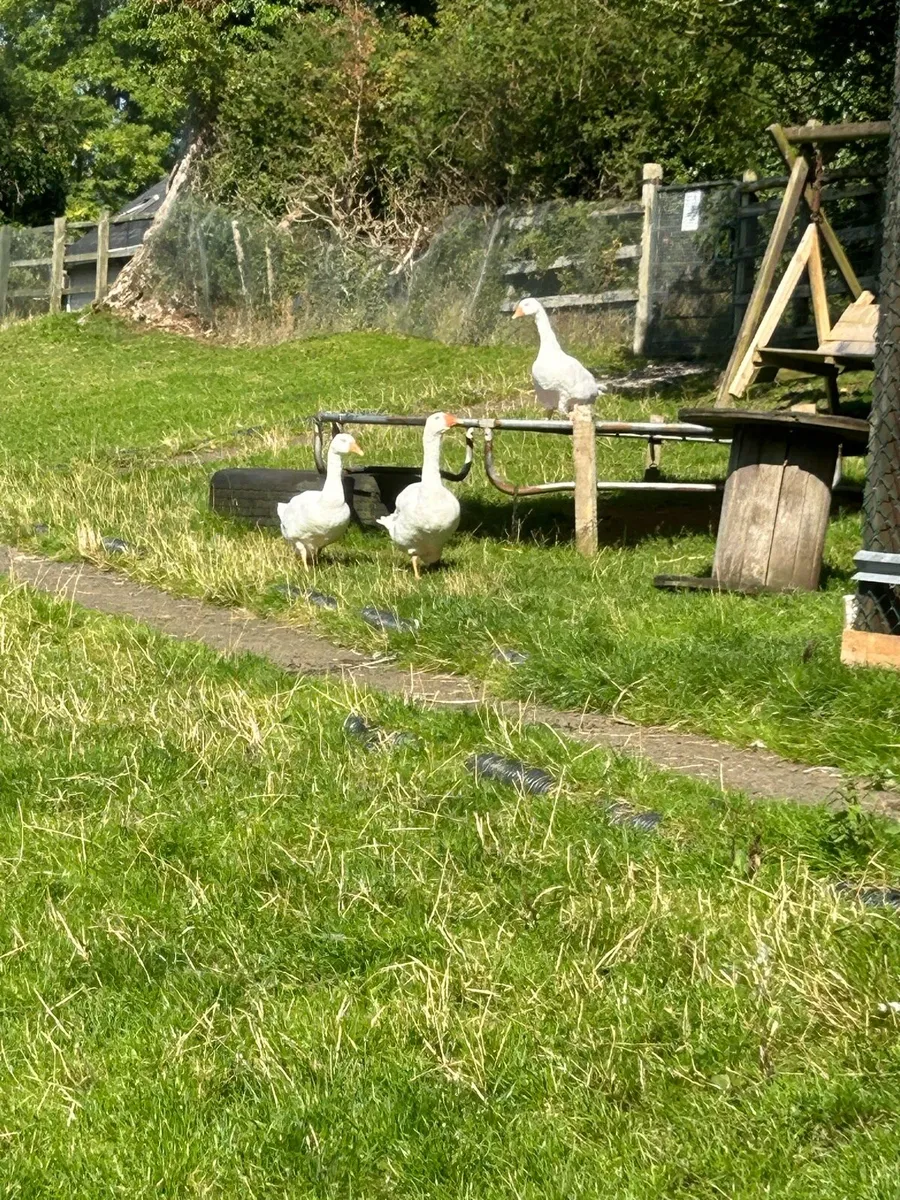 Geese - Image 3