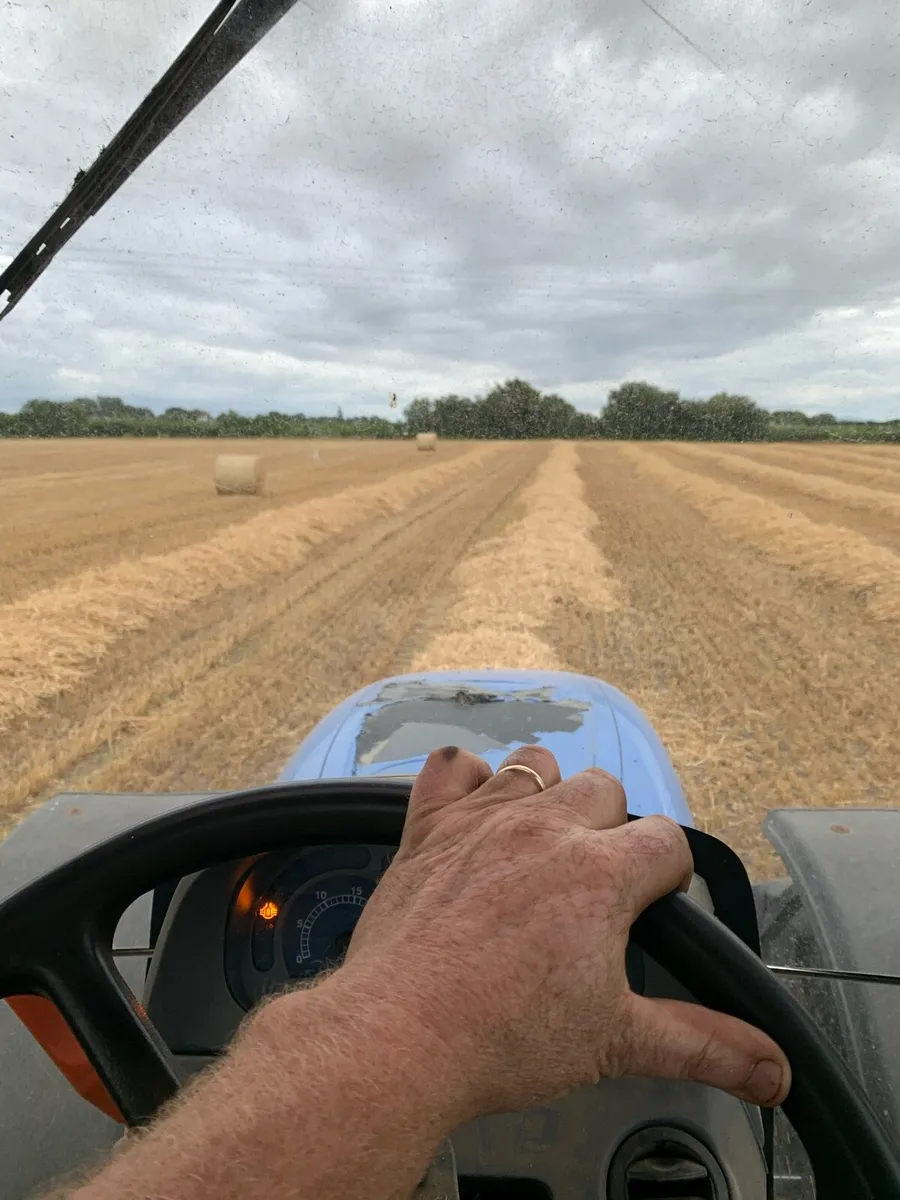 2025  barley straw - Image 2
