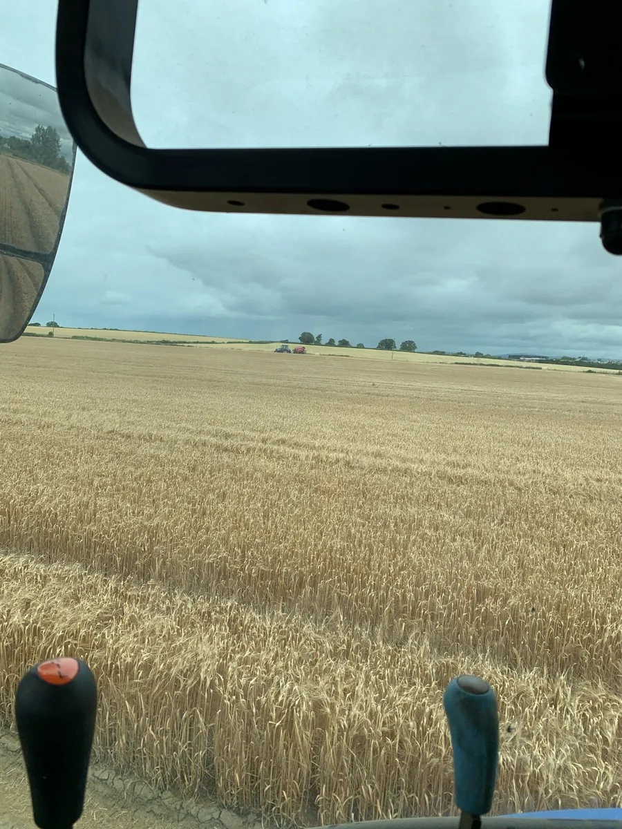 2025  barley straw - Image 4