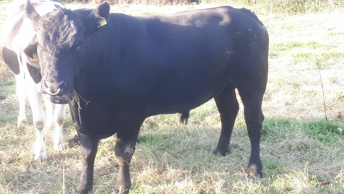 AA Bull - Image 3