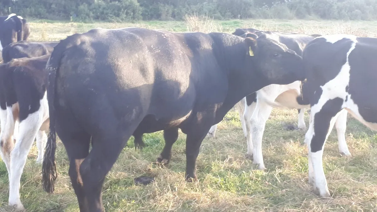AA Bull - Image 4