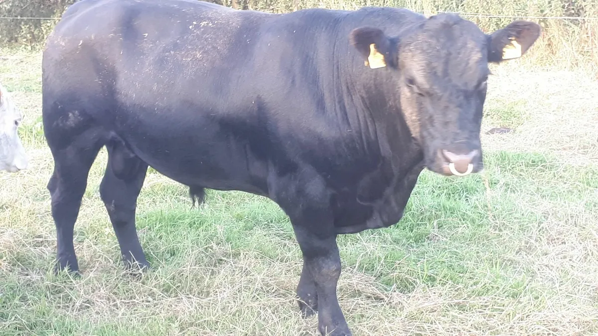 AA Bull - Image 1