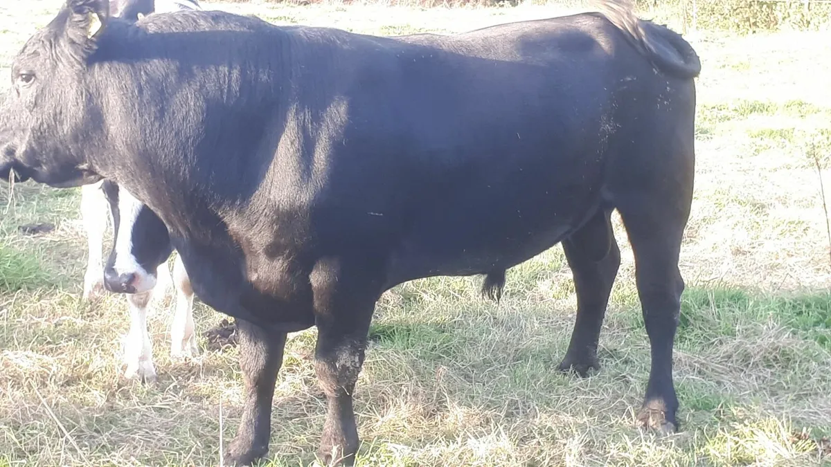 AA Bull - Image 2