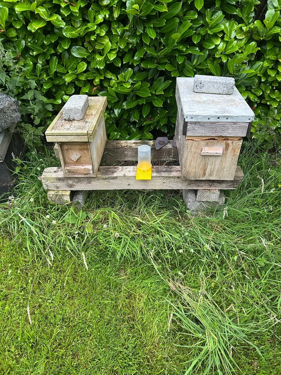 Bee hive and equipment - Image 1