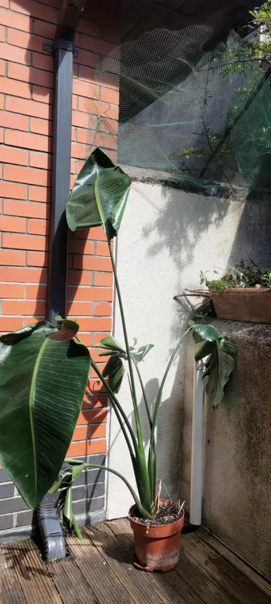 Strelitzia Nicolai (Bird of Paradise) 180cm - Image 2