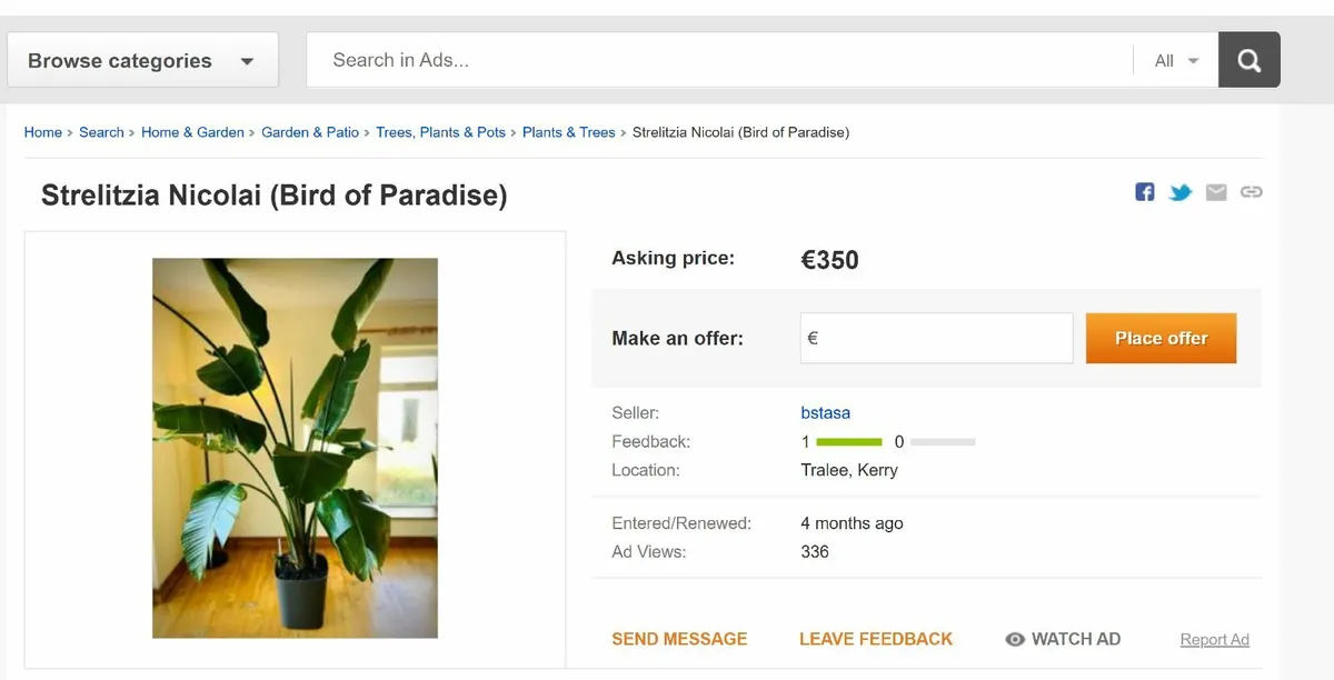 Strelitzia Nicolai (Bird of Paradise) 180cm - Image 1